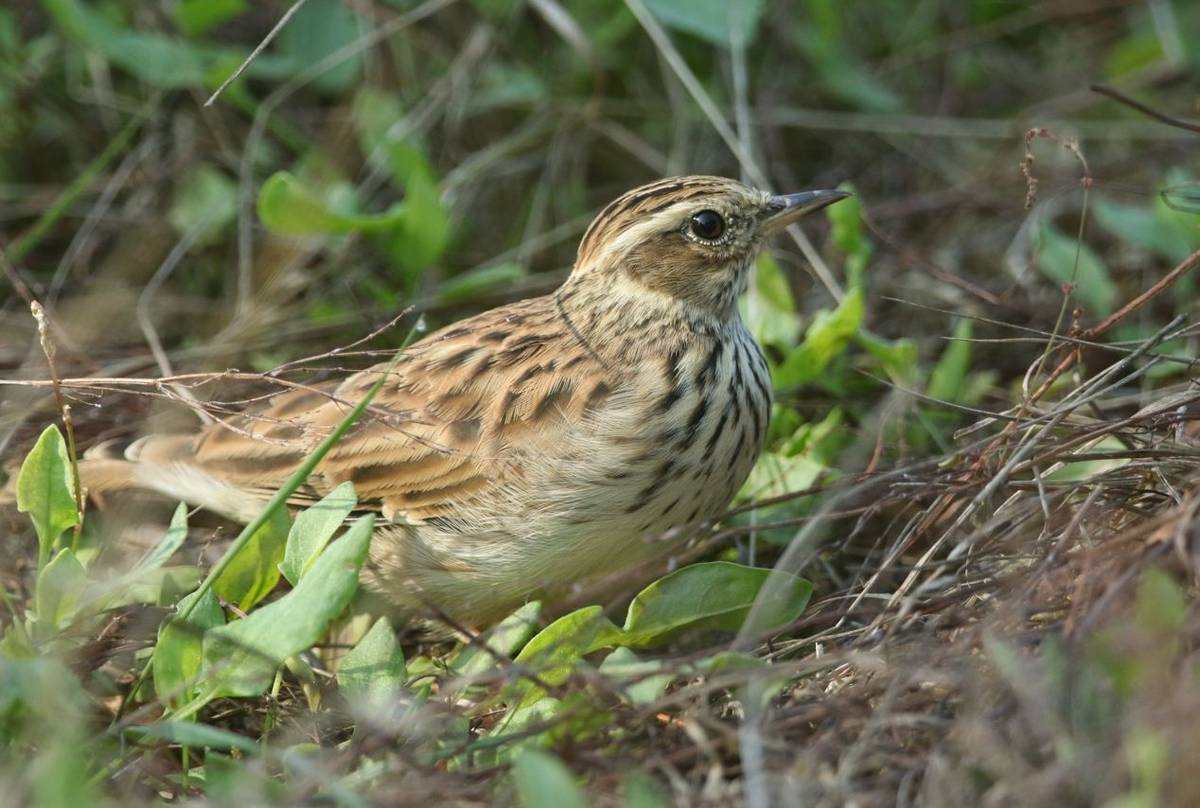 Woodlark shutterstock_1172096623.jpg