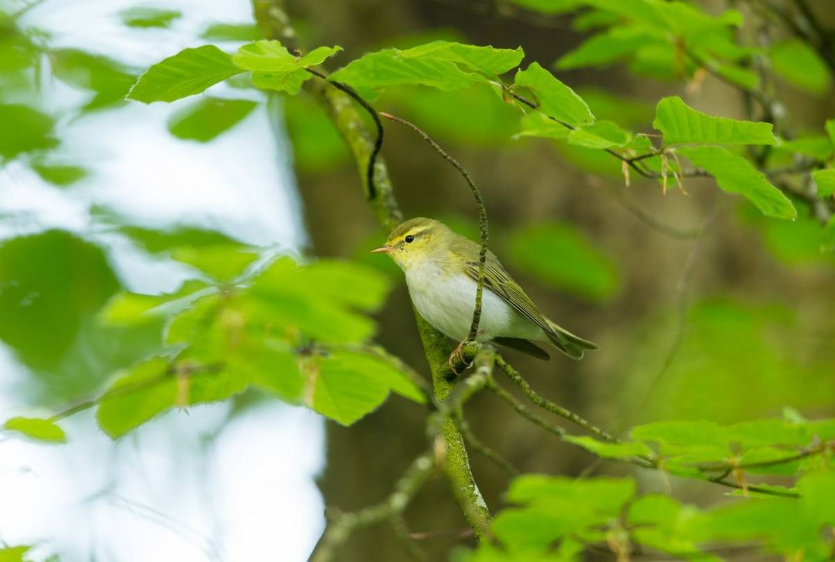 Wood warbler Phylloscopus sibilatrix, adult, perched on European beech Fagus sylvatica branch, Horner Wood, Exmoor National …