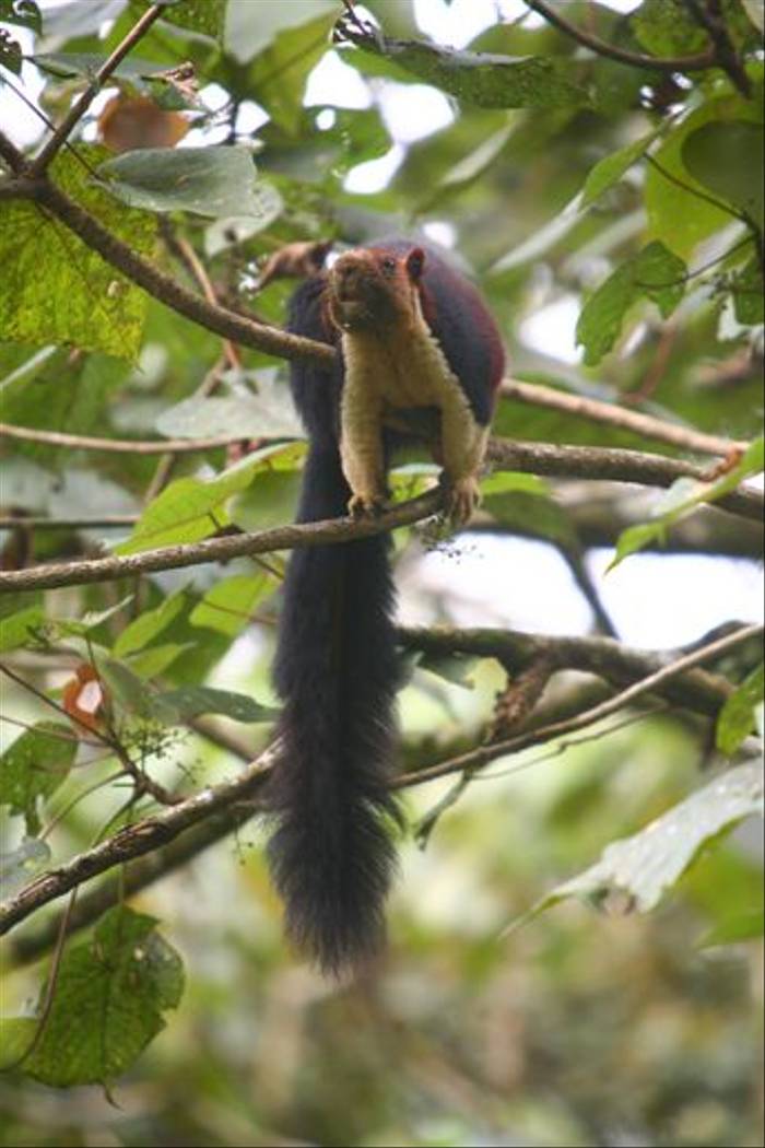 Malabar Giant Squirrel (Raghu Kulkarni)