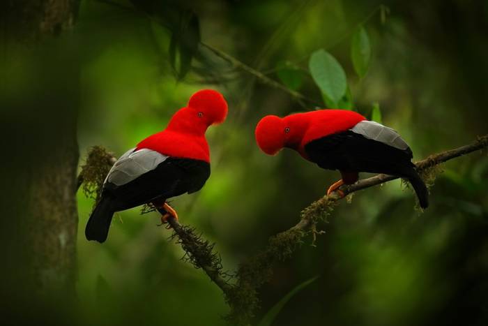 Andean Cock-of-the-rock