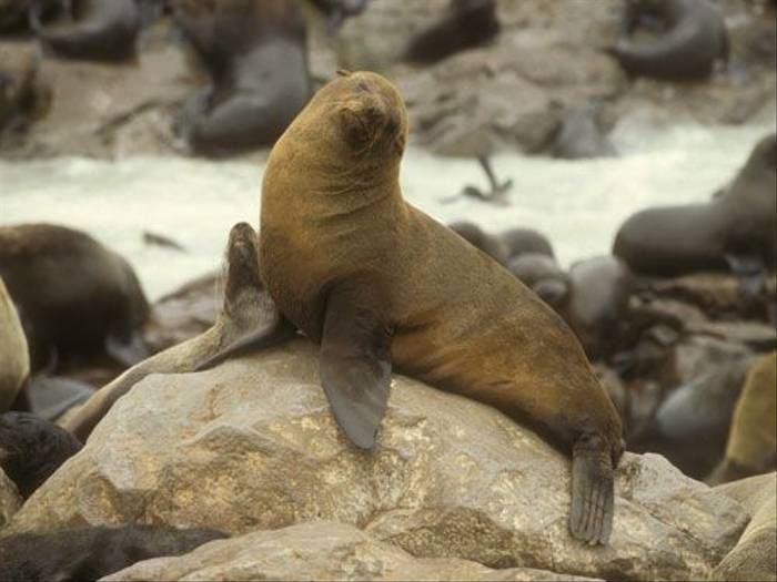 Cape Fur Seals (Paul Stanbury)