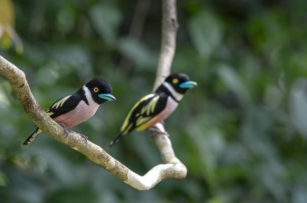 Black And Yellow Broadbill, Malaysia Shutterstock 788572564