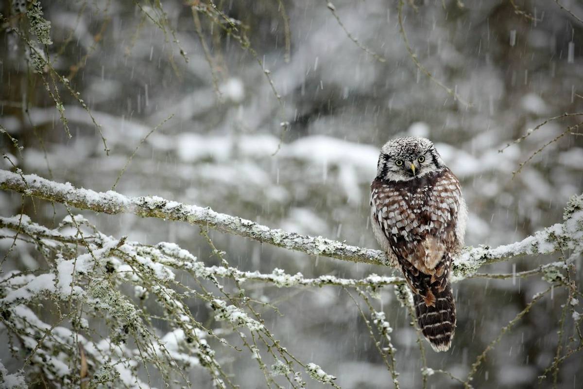 Hawk Owl, Sweden Shutterstock 237402130