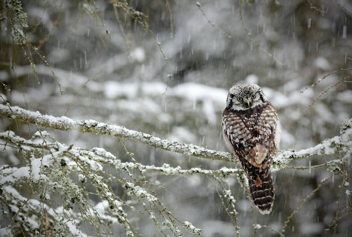 Hawk Owl, Sweden Shutterstock 237402130
