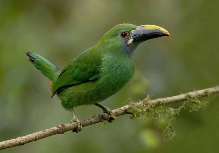 Northern Emerald Toucanet (Ian Hilton).jpg