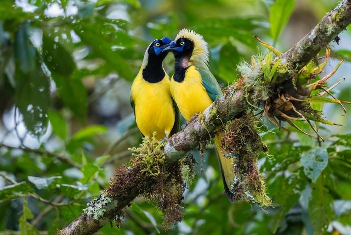 Inca Jay, Ecuador shutterstock_1502497472.jpg