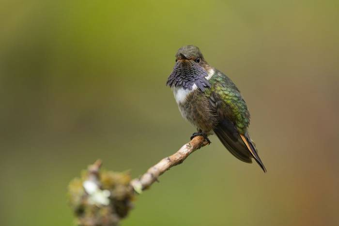 Volcano Hummingbird © Oliver Smart, April 2026 tour