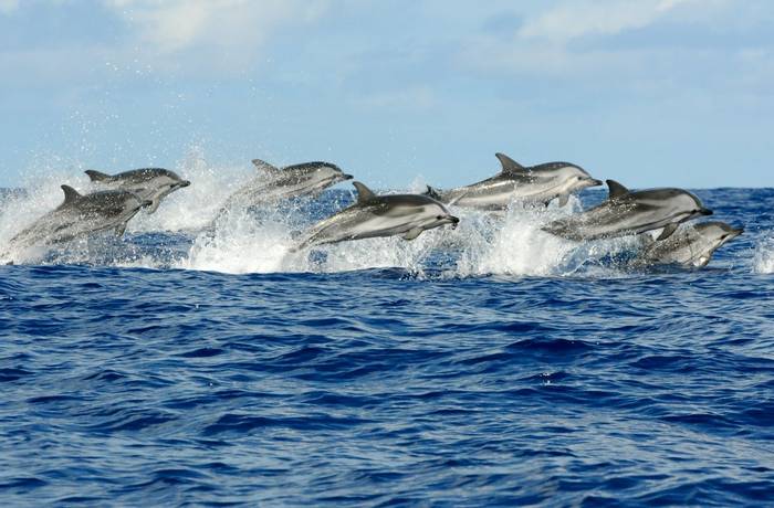 Striped Dolphins. Shutterstock 139122428