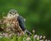 Merlin (Falco columbarius) North Yorkshire,England,September,2015