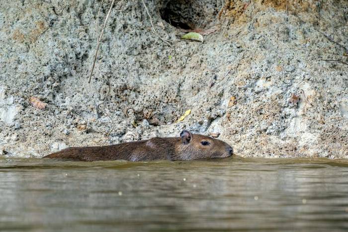 Capybara © A J Bradshaw, March 2026 tour