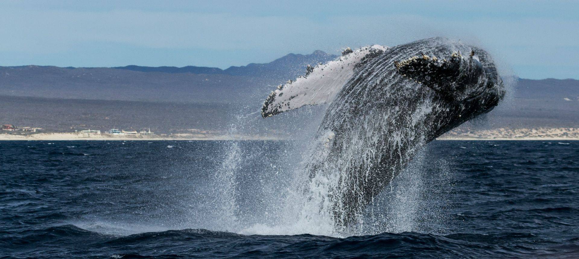 Humpback Whale (Nikki Humphrey)