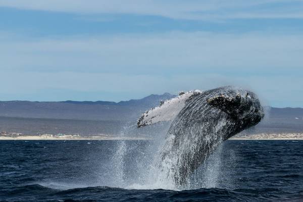 Humpback Whale (Nikki Humphrey)