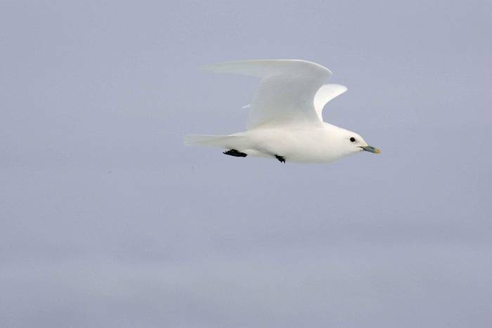 Ivory Gull (Kevin Elsby)