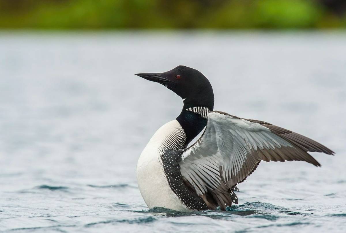 Great Northern Diver