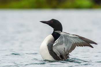 Great Northern Diver