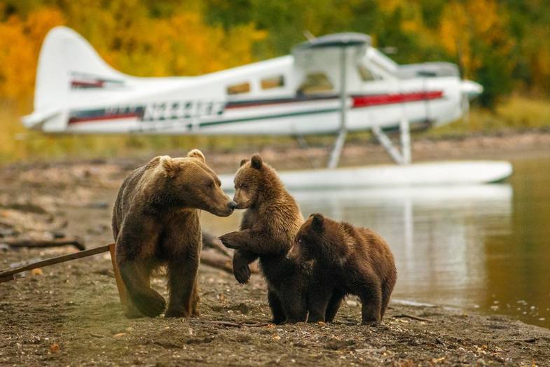 Mama bear walking with her two cubs on the beach of Naknak lake in Alaska, family of brown bears in Brooks falls capm in Kat…