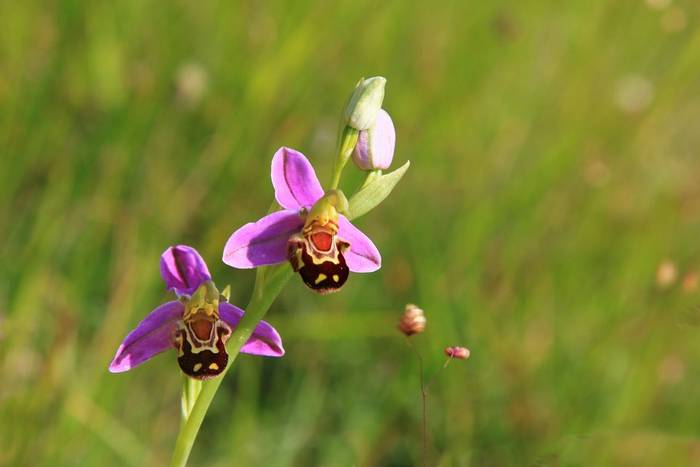 Bee Orchid, UK shutterstock_426255931.jpg