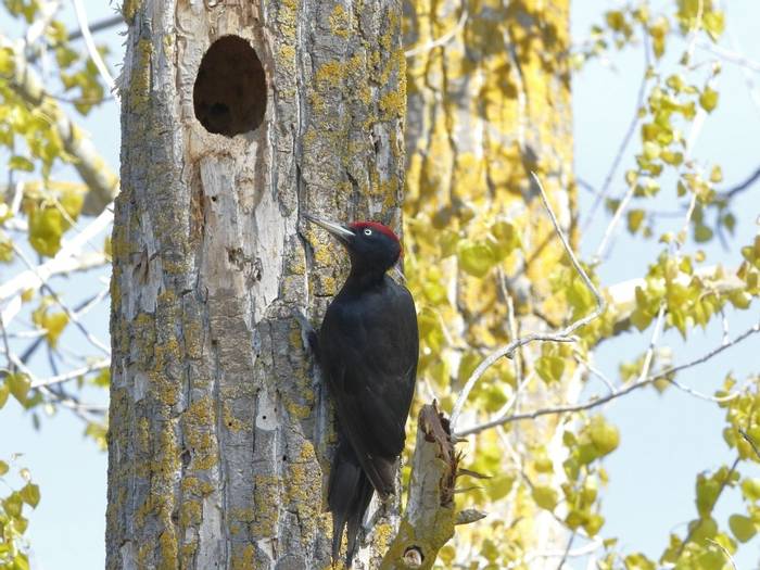 Black Woodpecker (Kevin Elsby)