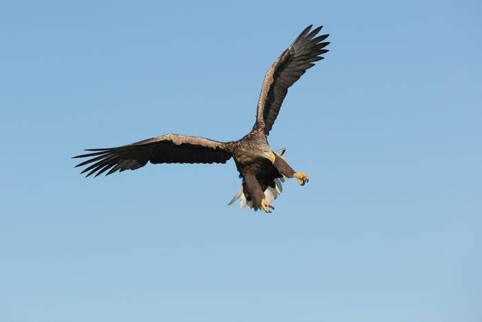 White-tailed Eagle, Norway shutterstock_275170193.jpg