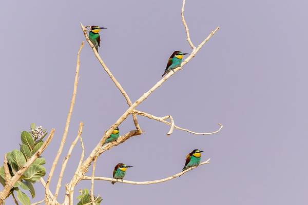European Bee-eaters (Mike Unwin) Image