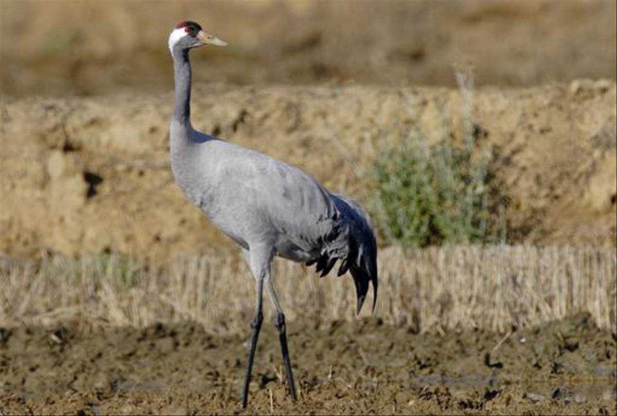 Common Crane (Steve Fletcher)