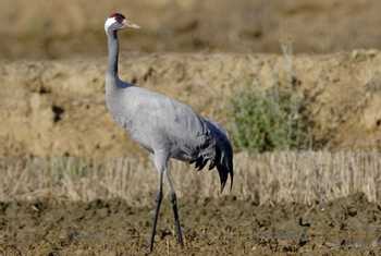 Common Crane (Steve Fletcher)