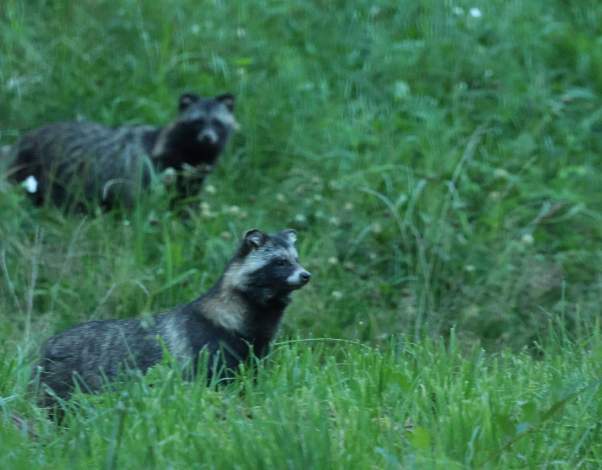 Raccoon Dogs (Alison Steel) Image