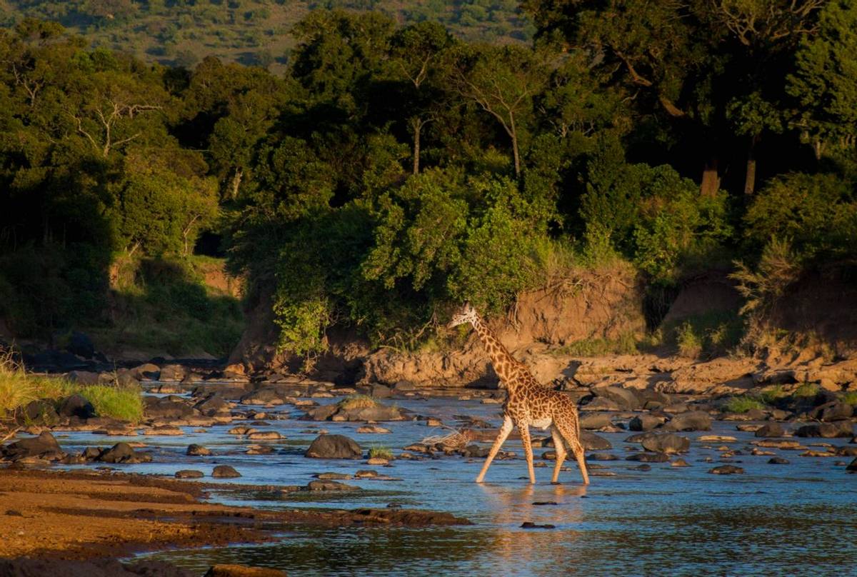 Masai Giraffe (John Haskew).jpg