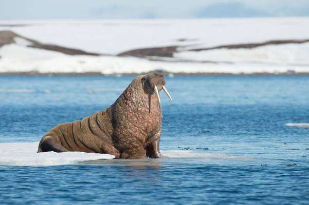 Walrus, Spitsbergen shutterstock_653043592.jpg