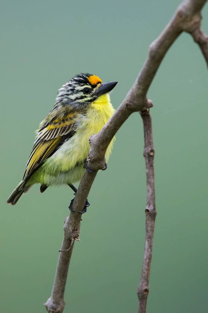 Yellow-fronted Tinkerbird, Ghana shutterstock_1884396304.jpg