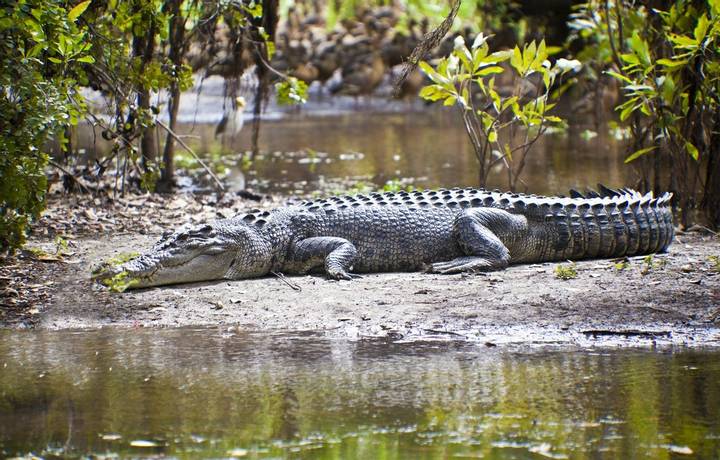Large saltwater crocodile, Yellow water billabong, Kakadu National Park, Northern Territory, Australia