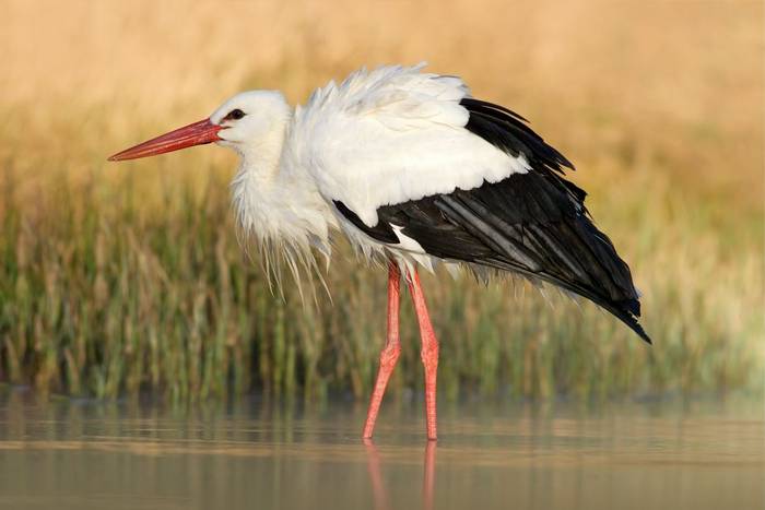 White Stork