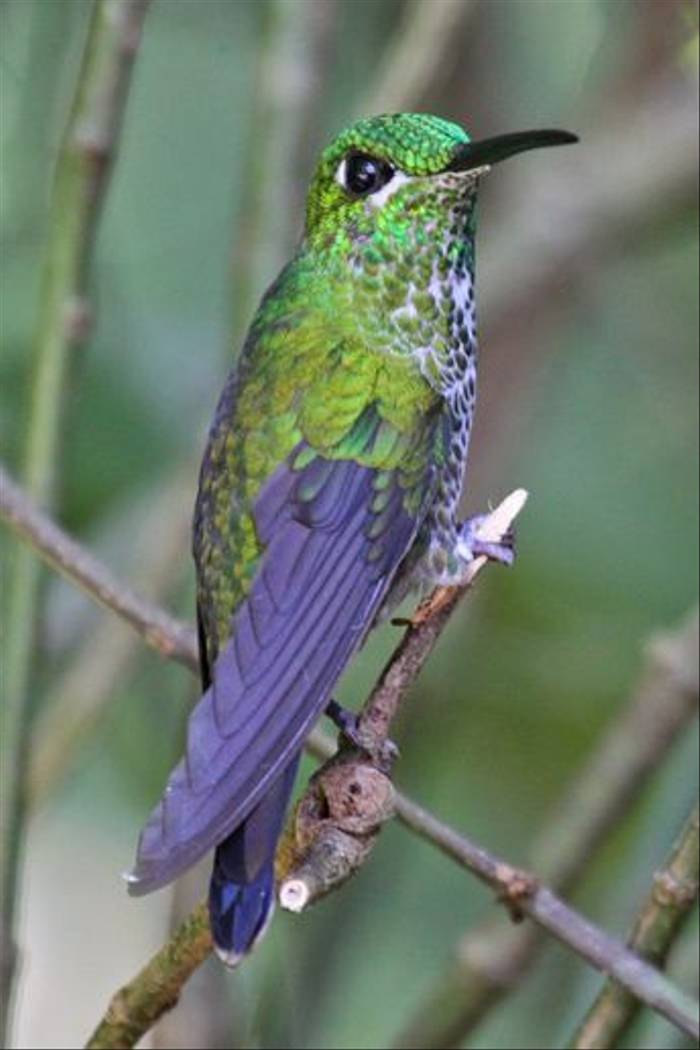 Green Crowned Brilliant, Costa Rica (Reagan Smith)