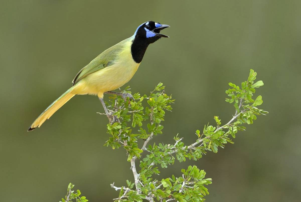 P20 Texas Green Jay Shutterstock 560009287