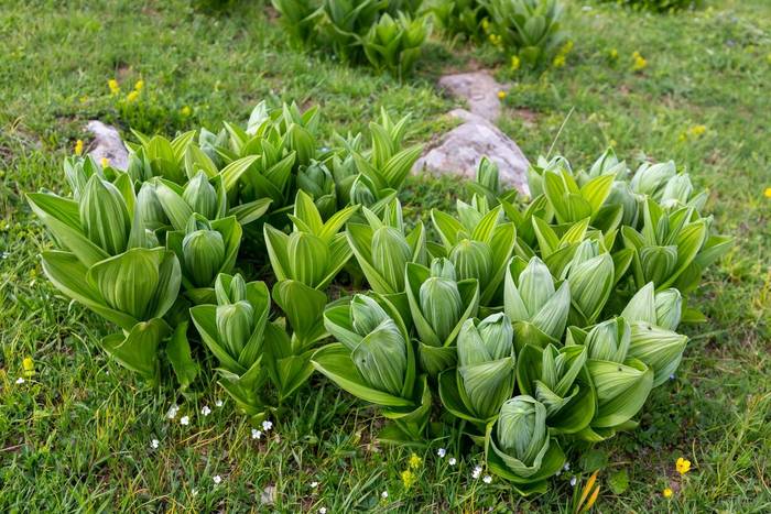 Veratrum album