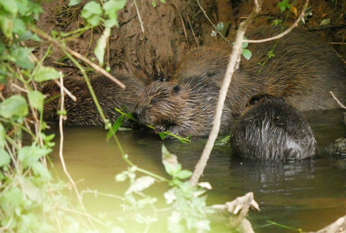 Beavers (Alison & Mike Uren).JPG