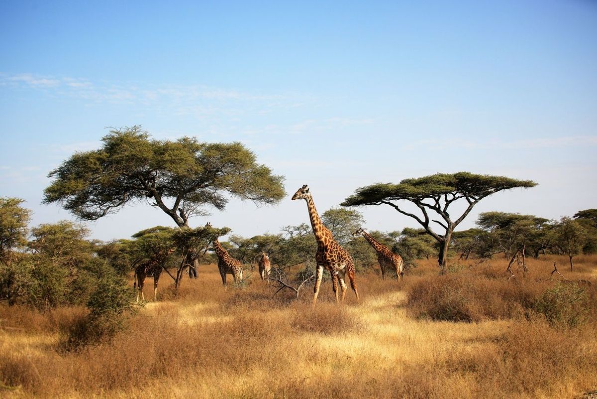 Maasai Giraffe (Giraffa tippelskirchi) and Umbrella Tree in Serengeti National Park, Tanzania East Africa.