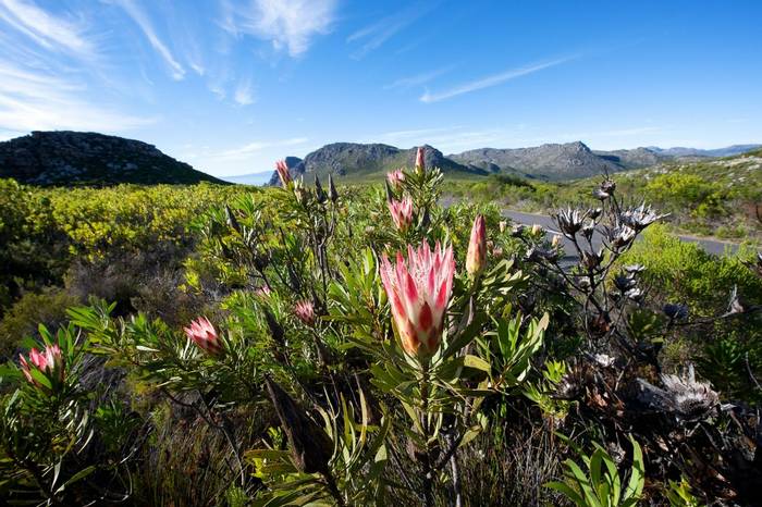 Protea Landscape Cape Town. Shutterstock 191425301