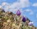 Blue Anemone. Pasque Flower or Pulsatilla.  Banff National Park. British Columbia. Canada.