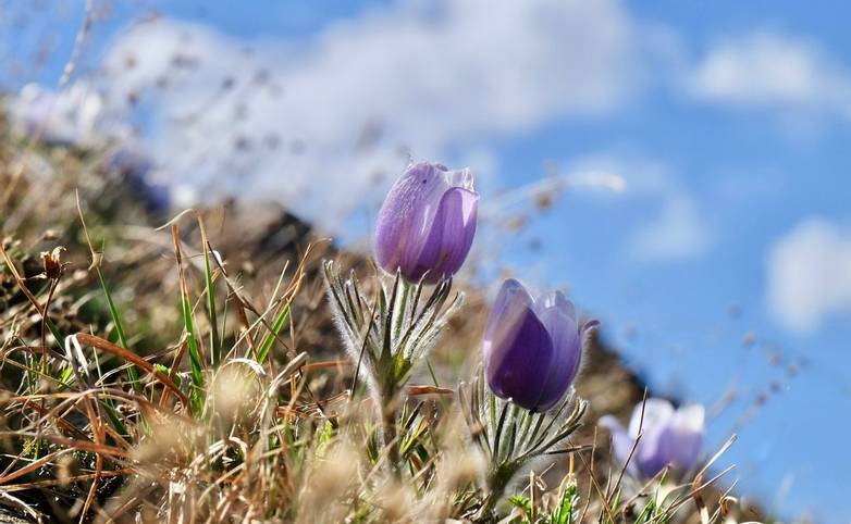 Blue Anemone. Pasque Flower or Pulsatilla.  Banff National Park. British Columbia. Canada.