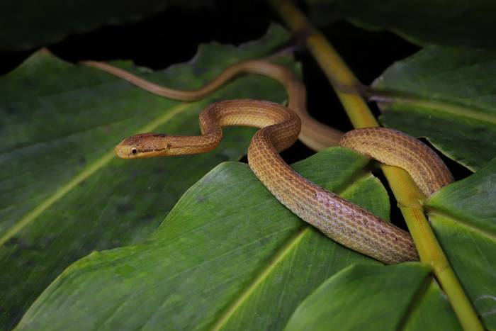 Ranomafana Big-headed Snake (Compsophis laphystius) © Bobby and Laura Bok, March 2026