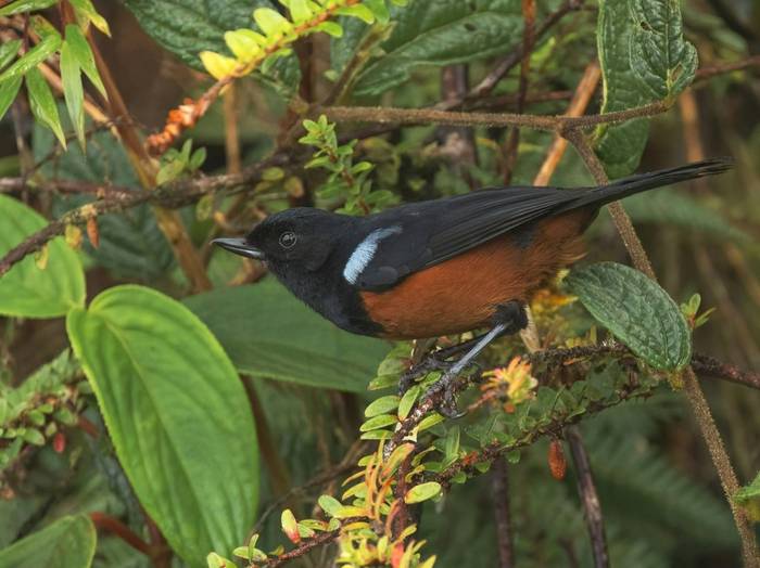 Chestnut-bellied Flowerpiercer (Ian Hilton).jpg