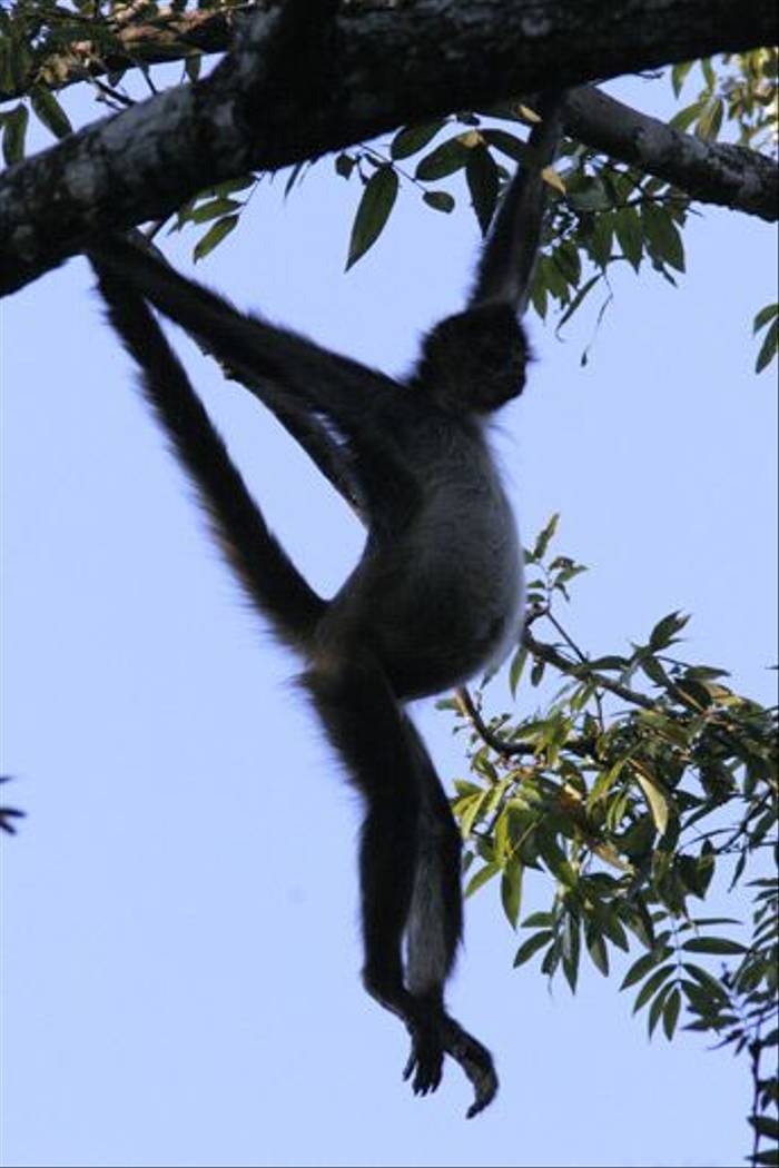 Central American Spider Monkey (Peter Dunn)