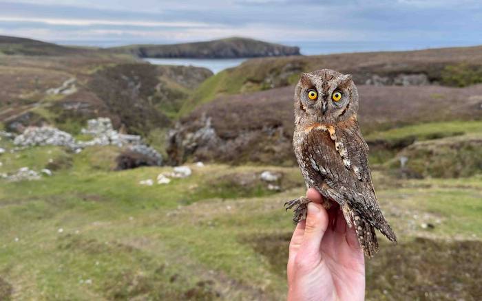 Fair isle - Scop's Owl (AlexPenn).jpg