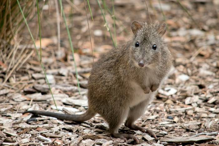 Long-nosed Potoroo, Australia shutterstock_2141911267.jpg
