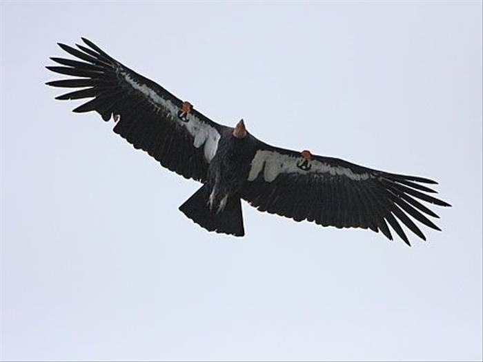 California Condor (Peter Dunn)