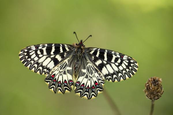 Southern Festoon shutterstock_570722470.jpg