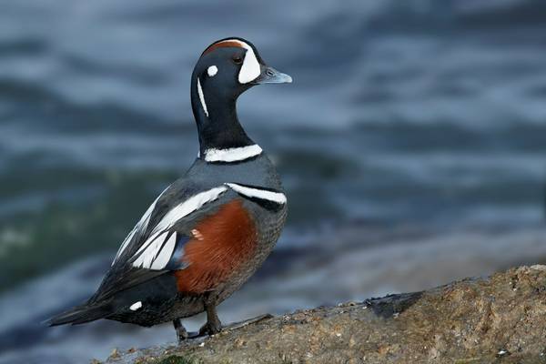 Harlequin Duck shutterstock_1453459682.jpg