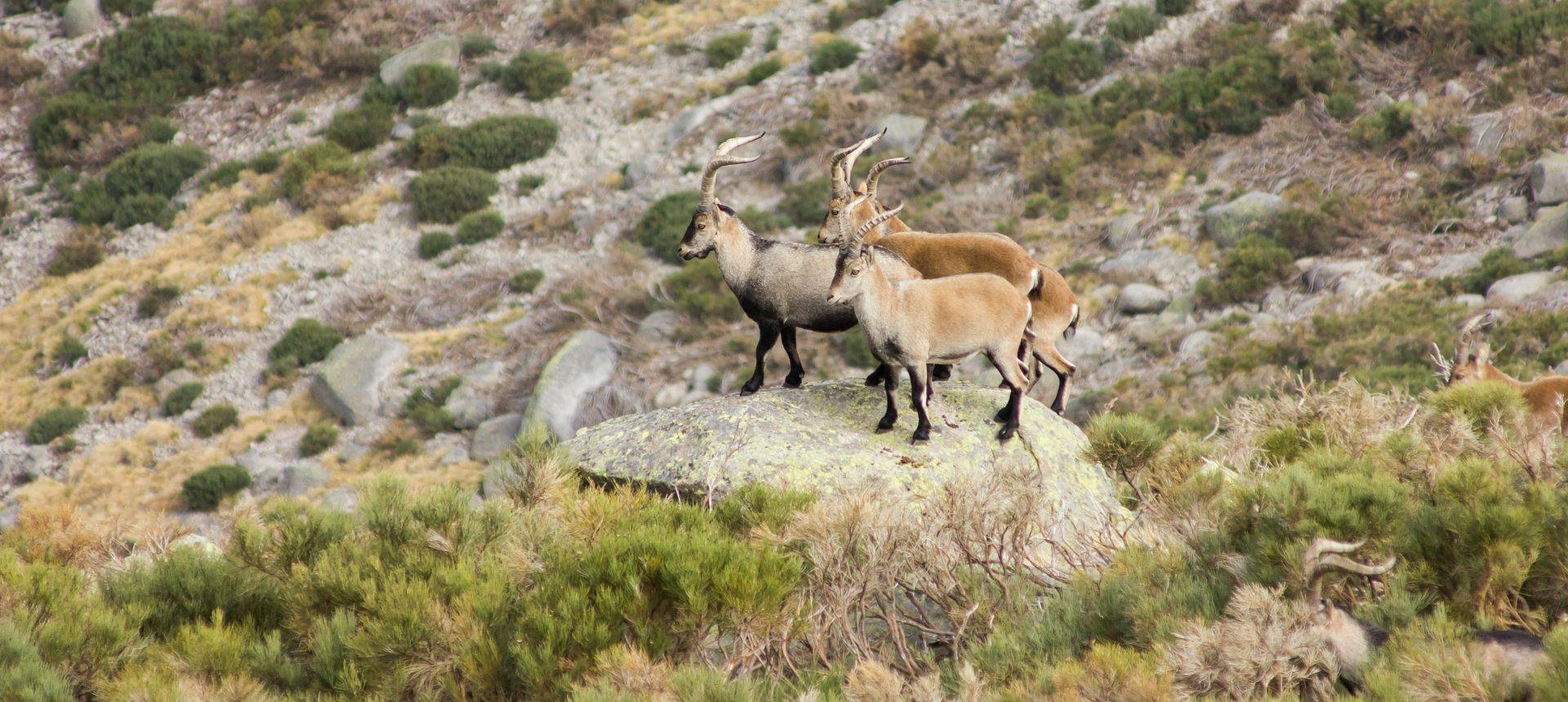 Ibex Sierra De Gredos Shutterstock 229672894