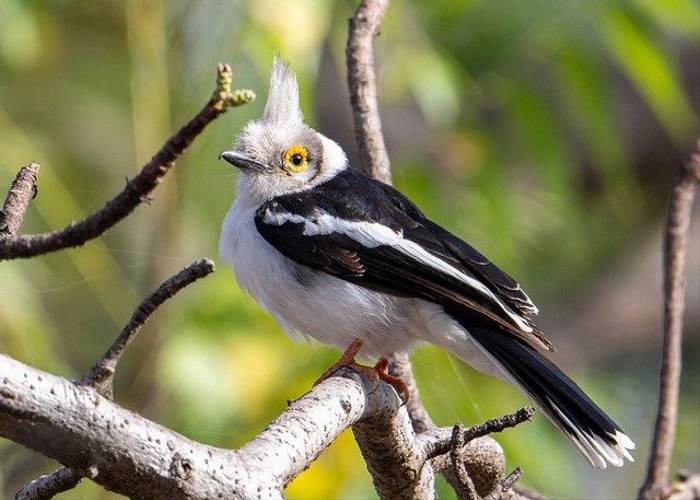 White Helmetshrike, Ian Curran.jpg